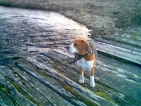 Beagle Bimmer - hvem er det der banker på min bro billede 5
