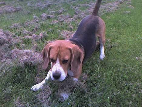 Beagle Obelix billede 11