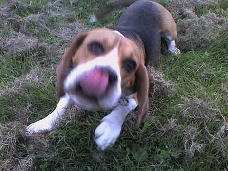 Beagle Obelix billede 12