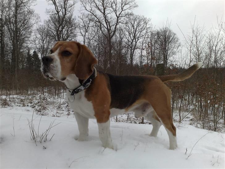 Beagle Obelix billede 16