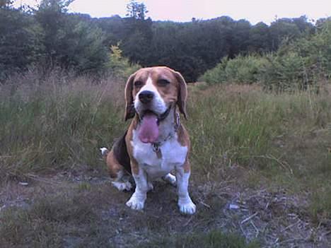 Beagle Obelix billede 18