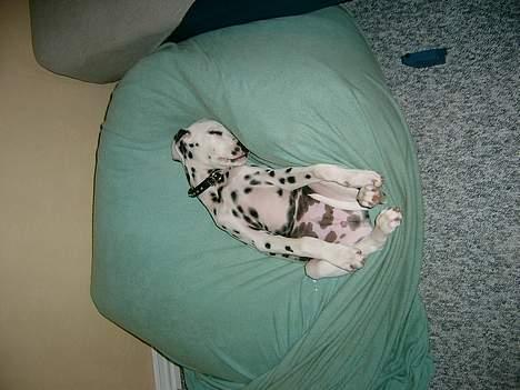 Dalmatiner Spotty Buddy V. Jasper  - Det er hårdt at være en lille hund billede 10