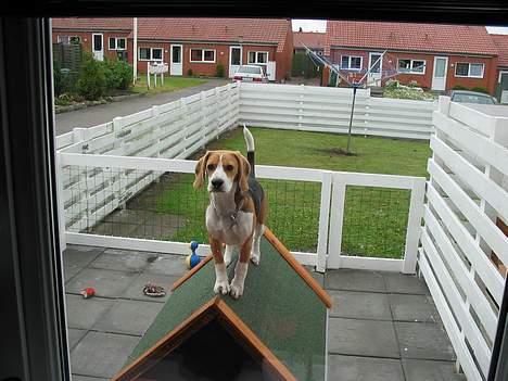 Beagle Bimmer - nuser på taget billede 6