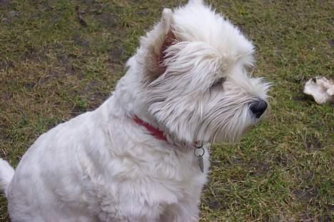 West highland white terrier hjortbak artamis of zeus  - hvor er hun smuk :D billede 1