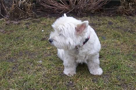 West highland white terrier hjortbak artamis of zeus  - hun spiller så kostbar d; billede 2