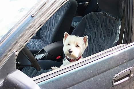 West highland white terrier hjortbak artamis of zeus  - Hun elsker at køre i bil :P billede 3