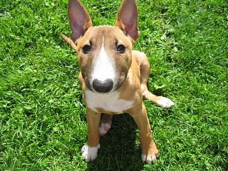 Bullterrier miniature Barca billede 14