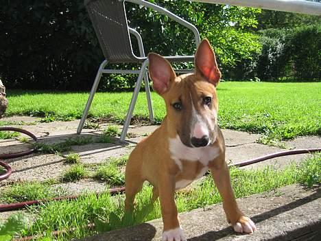 Bullterrier miniature Barca billede 15