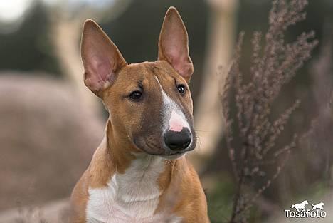 Bullterrier miniature Barca billede 16