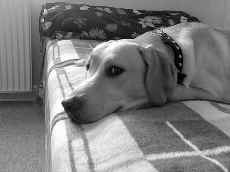 Labrador retriever Rico - Rico i sort/hvid billed. billede 6