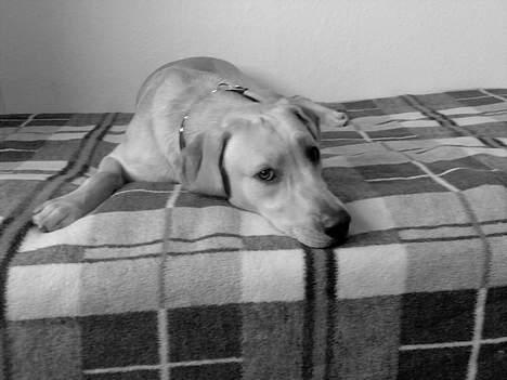 Labrador retriever Rico - endnu et sort/hvid billed. billede 7