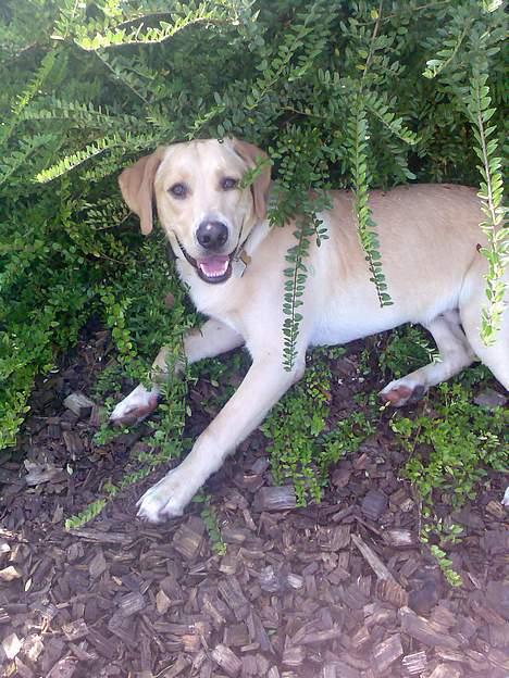 Labrador retriever Rico - "rico elsker at smide sig i en bestemt hæk når vi besøger bedste" billede 8