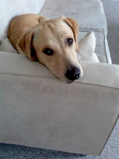 Labrador retriever Rico - "nu igen...."- tænker han helt sikkert! billede 9