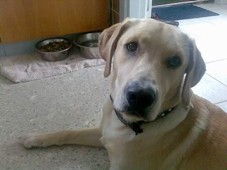 Labrador retriever Rico billede 10