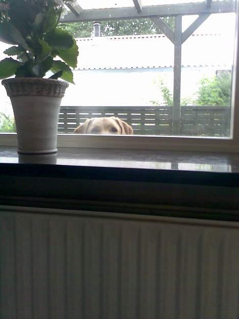 Labrador retriever Rico - rico kan lige se ind gennem vinduerne..- så bare så sødt ud.. billede 11