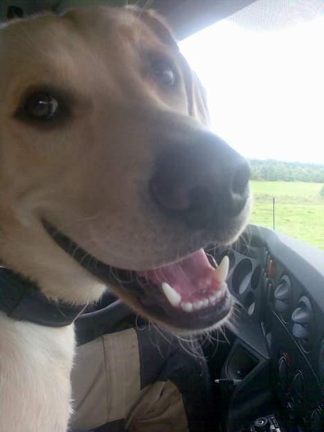 Labrador retriever Rico - her er vi med far ude at køre bil. - det ælskeeeer rico. billede 12