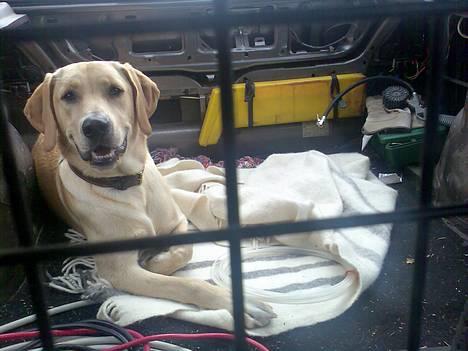 Labrador retriever Rico - her er vi også ude at køre bil...  billede 13