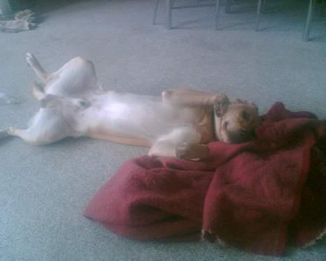 Labrador retriever Rico - "Nu skulle undervognen vises frem"... billede 14