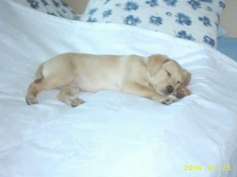 Labrador retriever Rico - Hvor han da bare sover så godt.. billede 15