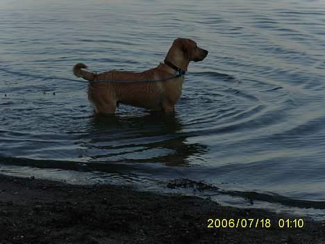 Labrador retriever Rico - det der vandhalløj er også lige noget for rico.. billede 16