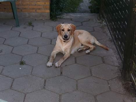 Labrador retriever Rico - en sommerdag i juli. Rico kan godt holde til varmen.. billede 17