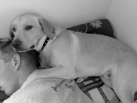 Labrador retriever Rico - Her ligger rico og putter med sin far.. (syns det er så sødt som han har poten om ryggen på far) billede 18