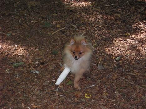 Pomeranian Shiro billede 11