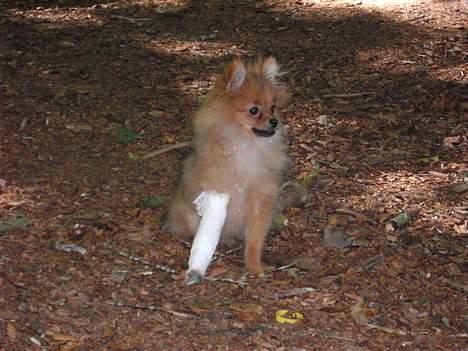 Pomeranian Shiro billede 12