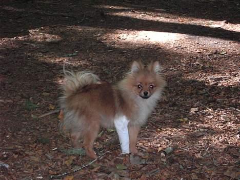 Pomeranian Shiro billede 13