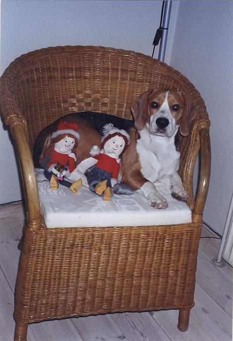 Beagle Bimmer - Jul ?  go mad og mange pakker billede 7