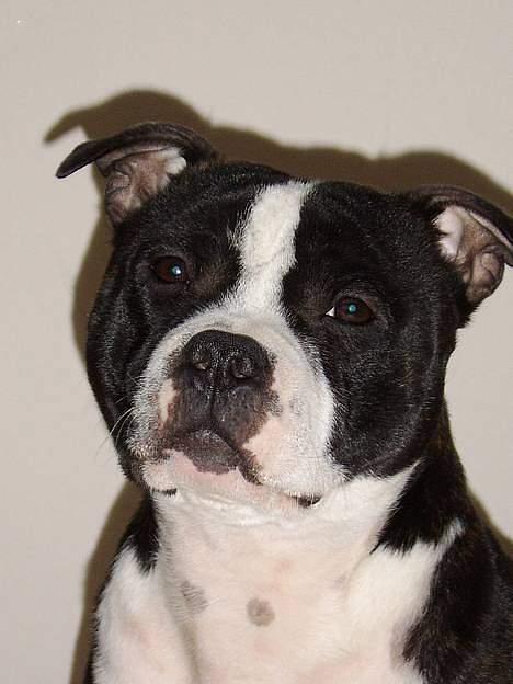 Staffordshire bull terrier Roxystaff Tyson - Tyson 1 år og 7 mdr billede 9