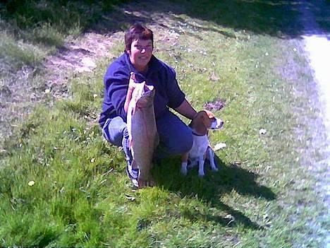 Beagle Bimmer - en ordentlig kal den her billede 8