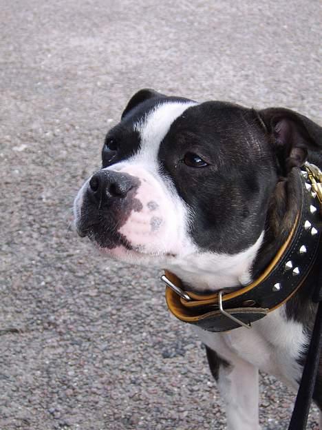 Staffordshire bull terrier Roxystaff Tyson - Tyson 1 år og 8 mdr billede 10