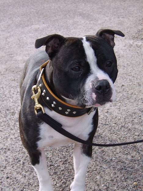 Staffordshire bull terrier Roxystaff Tyson - Tyson 1 år og 8 mdr billede 11
