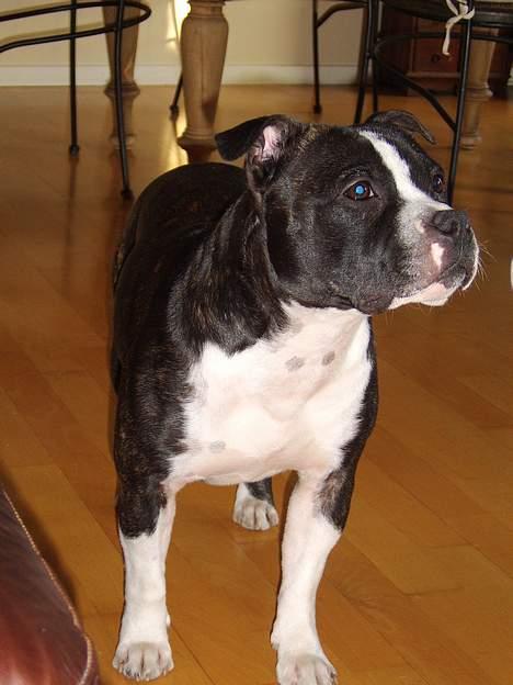 Staffordshire bull terrier Roxystaff Tyson - Tyson 1 år og 8 mdr billede 12