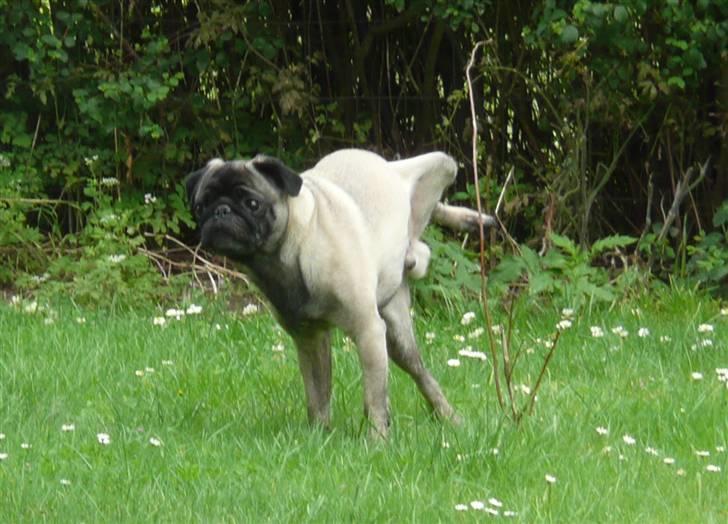 Mops *Boris* - 5.  billede 5