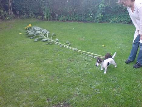 Jack russell terrier Diesel billede 15