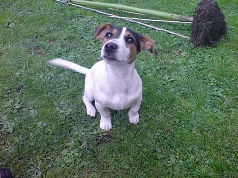 Jack russell terrier Diesel billede 16