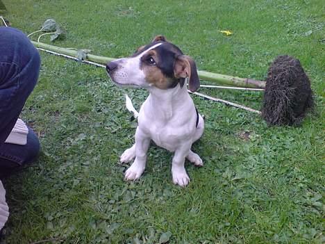 Jack russell terrier Diesel billede 17