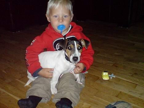 Jack russell terrier Diesel billede 18