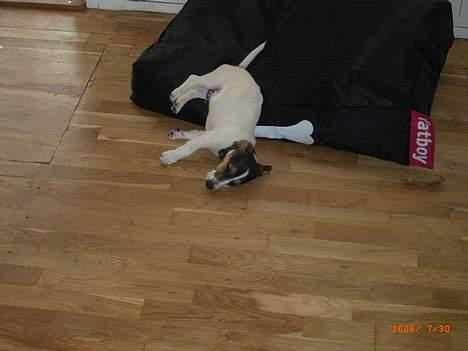 Jack russell terrier Diesel billede 20