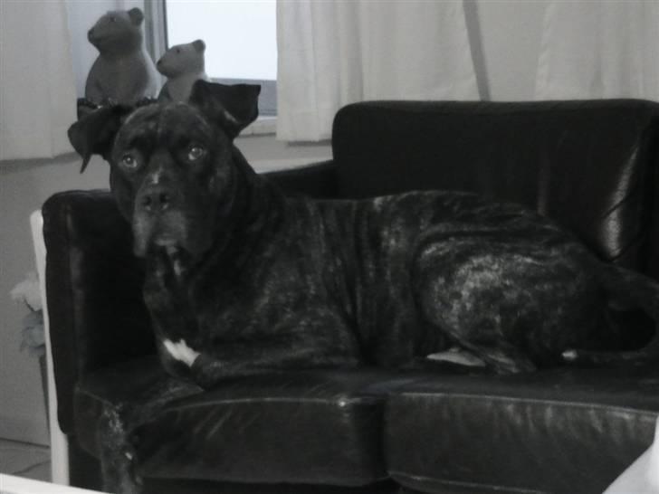 Dogo canario Flemming billede 1