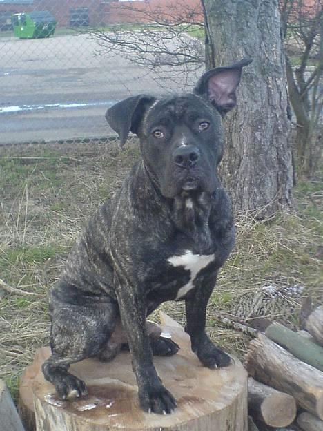 Dogo canario Flemming billede 2