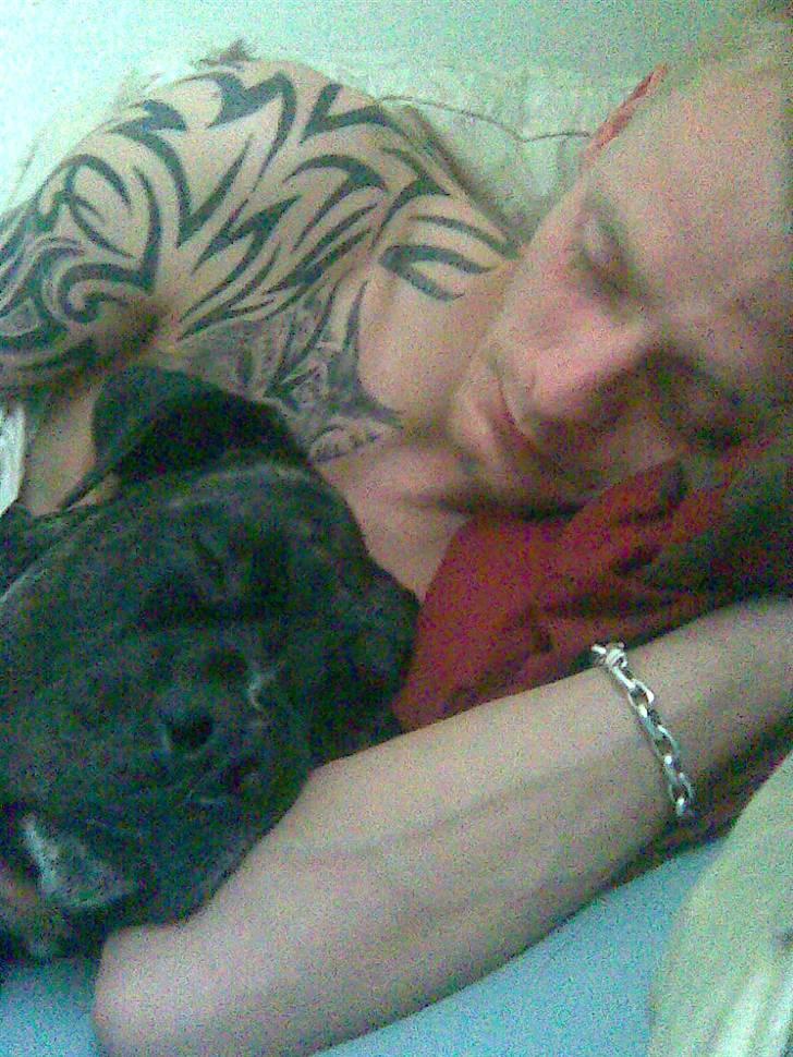 Dogo canario Flemming billede 3