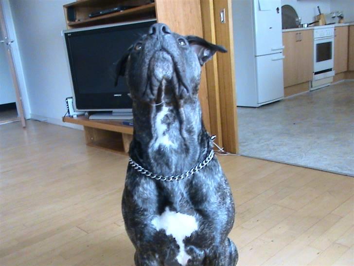 Dogo canario Flemming - er de ik søde  billede 4