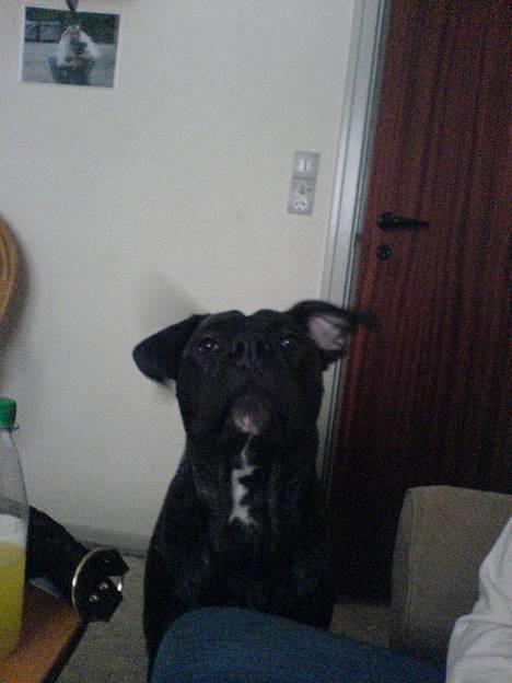 Dogo canario Flemming billede 5