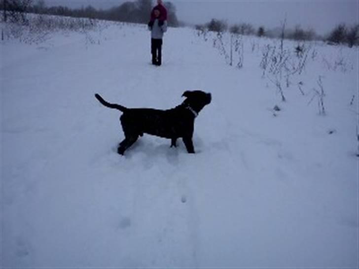 Dogo canario Flemming - her er hans gode ven freja det er samme rase det er en af minne venner daniel der har den  billede 6
