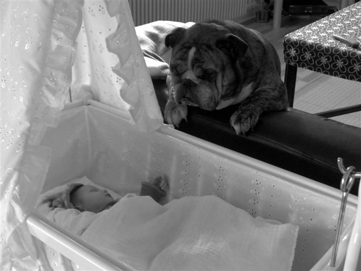 Engelsk bulldog Outskirts Diesel - Hende passer jeg godt på billede 4