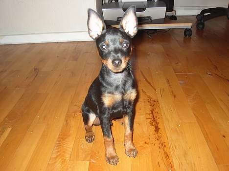 Dvaergpinscher Taz billede 1