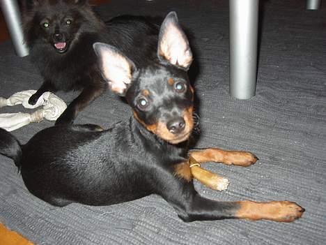 Dvaergpinscher Taz billede 2